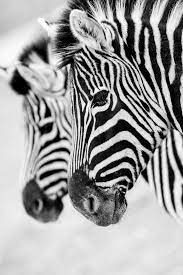 I Photograph Zoo Animals As If They Were Free Animals Zoo Animals Zoo