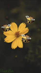 Minecraft Bee Wallpapers Wallpaper Cave Amazing minecraft backgrounds for free download. minecraft bee wallpapers wallpaper cave