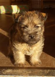 We have 12 westies and 2 norwich terriers. Mops Und Norwich Terrier Mops Und Norwichterrier