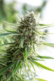 The minimum amount of fissionable material capable of supporting a chain reaction under precisely specified conditions. Critical Mass Cbd Cbd Hanfsamen Critical Mass Kaufen
