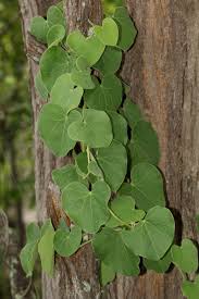 Image result for Cissampelos