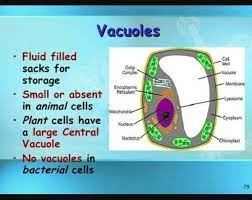 But more than just this structure, this plant organelle can do other significant functions. Explain The Structure Of Vacuoles Brainly In