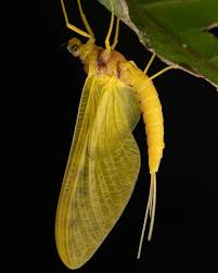 Image result for Melinis effusa