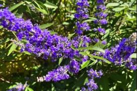 Image result for Verbenaceae