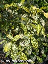 Image result for Sanchezia speciosa