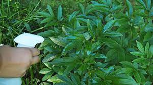 1 big bottle of cheap (blue) mouthwash, 1.5l store brand is fine. How To Make Homemade Organic Mosquito Yard Spray Dengarden