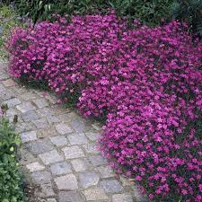 Bluhende Bodendecker Fur Schattigen Standort 15 Besonders Pflegeleichte Arte Bluhende Bodendecker Fur Schattigen S Bodendecker Schattenpflanzen Garten Garten