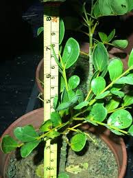 癒創木 綠檀 生命之樹 約30 40公分 6吋美植袋 露天拍賣 plant leaves plants leaves