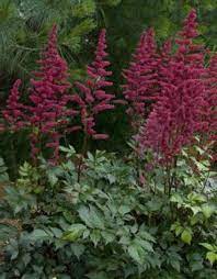 Astilbe Burgundy Red Astilbe Arendsii Astilbe Perennials