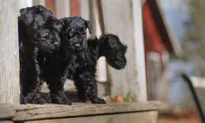 Discover more about our kerry blue terrier puppies for sale below! Svenska Kerry Blue Terrier Klubben Home Facebook