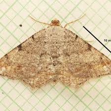 Image result for Monodora minor