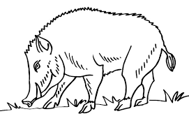 Boar coloring pages animal printable sheets boar 8 2021 0561 coloring4free. Wild Animals Coloring Pages 70 Images Free Printable