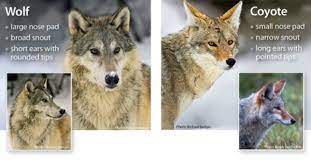 People travel to france by ferry across the english channel or by train through although everyone speaks english, there are many different accents around the country. Call Of The Wild Coyotes And Wolves Great Hollow