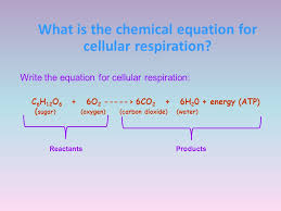 This subject may not be covered in the cellular respiration is the enzymatic breakdown of glucose (c6h12o6) in the presence of oxygen (o2) to produce cellular energy (atp) Cells Structure Function Active Passive Transport Photosynthesis Cell Respiration Test Review Test Is On Tuesday January 27th Ppt Video Online Download