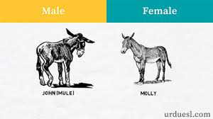 What is female gender on monkey called? Masculine And Feminine Gender Of Animals List Ultimate Gender List