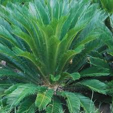 Image result for Cycas