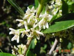 Image result for Chionanthus foveolatus
