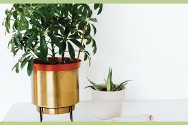 Maybe you would like to learn more about one of these? 15 Brilliant And Easy Plant Care Tips Proflowers Blog