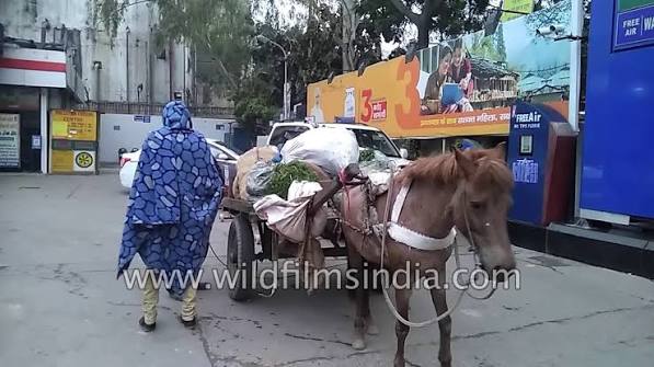 Horse-drawn Cart at Petrol Pump - gas station in New Delhi : mule power or fuel power?