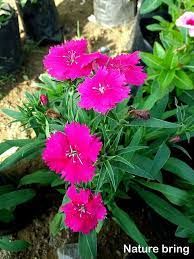 How To Grow Carnation Flower Growing Dianthus Flower In Pots Carnation Flower Dianthus Flowers Carnation Flower Flower Pots
