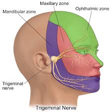 Contains nuclei that relay signals from the forebrain to the cerebellum. Bookbrain Stem Nuclei Helpful Brainstem Figures Litfl Neurology Rule Of 4 Brainstem Development Is Similar To Spinal Cord Development And Unfolds Like A Book
