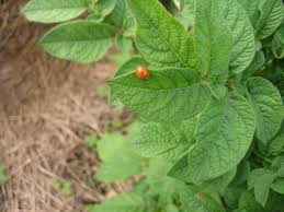 Biological control and natural enemies of invertebrates. Sustainable Pest Disease And Weed Management Sustainable Market Farming
