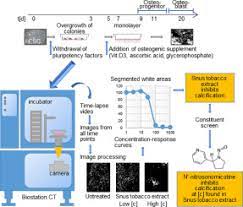 Camel snus frost, camel spice snus, camel mellow, camel robust, camel winterchill. Video Based Kinetic Analysis Of Calcification In Live Osteogenic Human Embryonic Stem Cell Cultures Reveals The Developmentally Toxic Effect Of Snus Tobacco Extract Sciencedirect