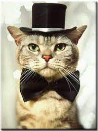 Funny Cats 135 Cat Wearing A Bow Tie And Top Hat Cats Crazy Cats Cute Animals