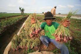 Hasil gambar untuk pertanian bawang merah