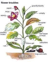 Check spelling or type a new query. Garden Mints