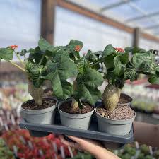 Image result for Jatropha campestris