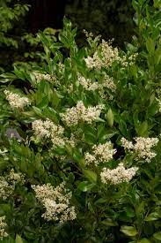 Japanese Privet Monrovia Japanese Privet Monrovia Plants Evergreen Shrubs Plants