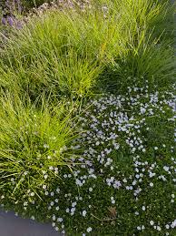 Image result for Falkia oblonga