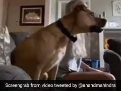 Check spelling or type a new query. Anand Mahindra Shares Rofl Video Of Dog Watching Soccer Laughter Guaranteed