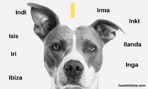 Noen som har hundenavn så hyl ut!! Hundenavn Til Tispe Stor Alfabetisk Liste Over Hundenavn 2021