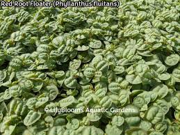 Image result for Phyllanthus retinervis
