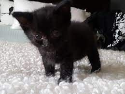 Katzen kaufen & verkaufen auf quoka.de in unserem großen tiermarkt. Aberglaube Bleibt Schwarze Katzen Haben Es Schwer Nurnberg Nordbayern