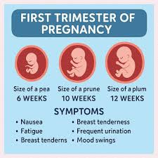Image result for First Trimester Education