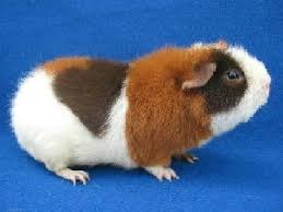 Výsledok vyhľadávania obrázkov pre dopyt morče anglický rex