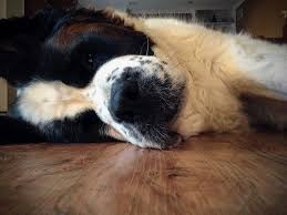 Raised with other dogs and. How Much Does A Saint Bernard Cost Howmuchisit Org