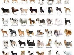Pin By Everton Veterinary Clinic On Dog Breeds Small Dog