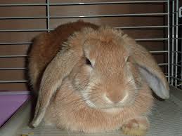 Here It Is My Lovely Aro Just Few Months After I Ve Got It So Cute My Sweet Love 3 Love Is Sweet Sweet My Pictures