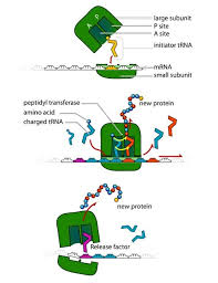 The animal cell has a big cytoplasm. Ribosome Definition Function And Structure Biology Dictionary