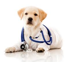Maybe you would like to learn more about one of these? How To Choose The Best Vet In Indian Trail Nc For Your Dog Love And Kisses Pet Sitting Nc