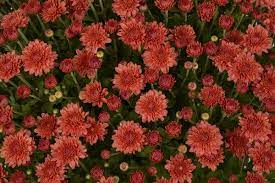 Mum Chrysanthemum X Morifolium Fiona Coral Orange Lucas Greenhouses