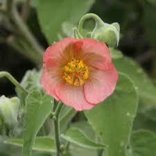 Image result for Abutilon