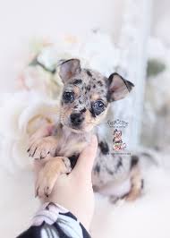 Chihuahua merle longhair blue gizmo dollface. Merle Chihuahua Puppy For Sale Teacup Puppies Boutique