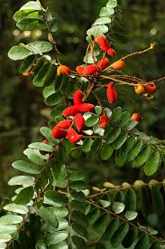 Image result for Connaraceae