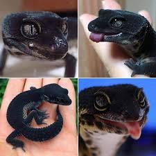 Funny Pictures To Make Your Day 77 Photos Cute Reptiles Cute Lizard Cute Gecko