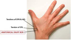 What is anatomical snuff box? Anatomical Snuff Box Anatomy Qa
